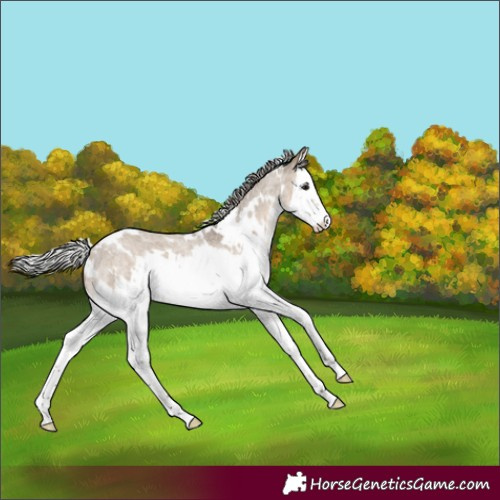 Horse Color:White Spotted Silver Brown Roan Dun Splash 