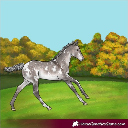 Horse Color:Platinum White Spotted Silver Brown Dun Rabicano 