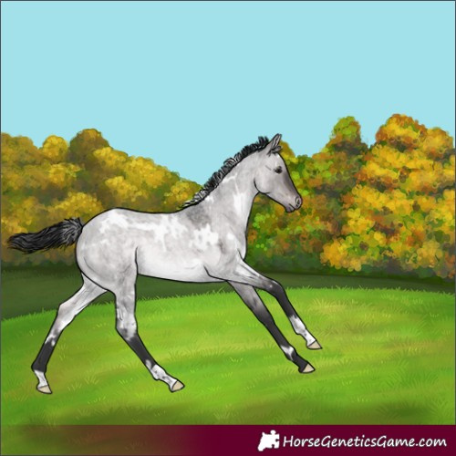 Horse Color:Platinum White Spotted Brown Roan Dun Rabicano