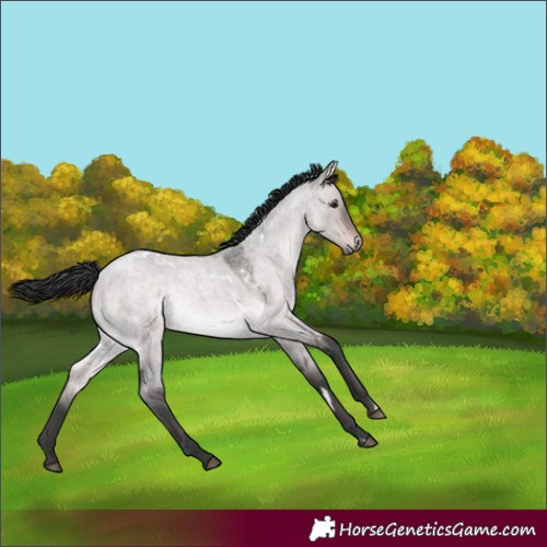 Horse Color:Platinum White Spotted Bay Roan Dun Rabicano 