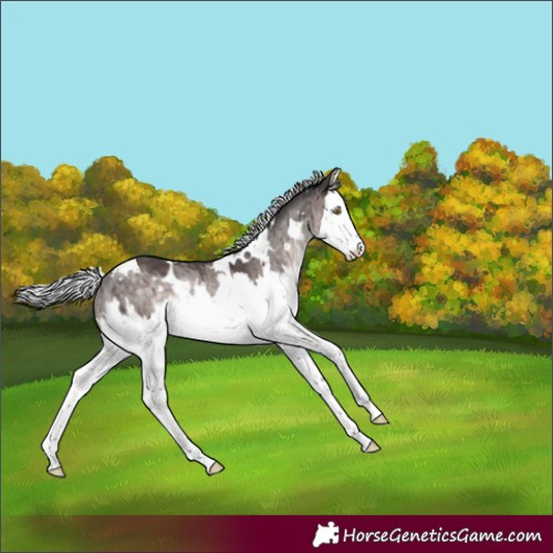 Horse Color:Platinum White Spotted Silver Brown Dun Splash Rabicano Brindle 