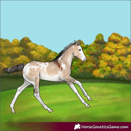 Horse Color:White Spotted Bay Dun Splash Rabicano 