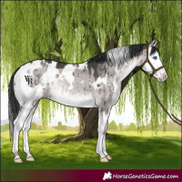 Horse Color:Platinum White Spotted Brown Dun Splash Brindle