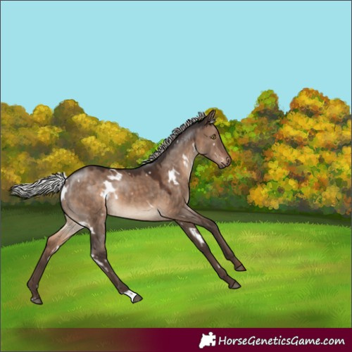 Horse Color:White Spotted Silver Brown Dun 