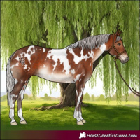Horse Color:White Spotted Silver Brown Rabicano