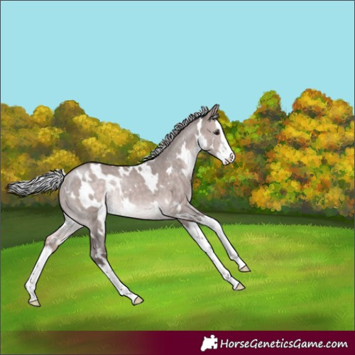 Horse Color:Platinum White Spotted Silver Bay Dun Splash Rabicano 