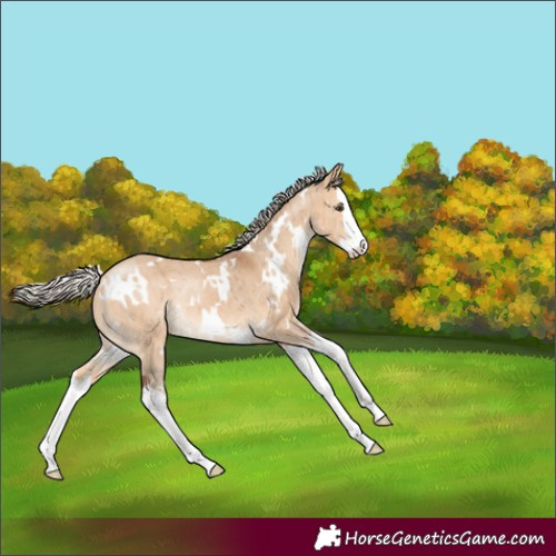 Horse Color:White Spotted Silver Bay Dun Splash Rabicano Brindle 