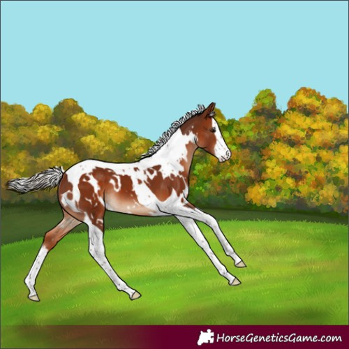 Horse Color:White Spotted Silver Bay Splash Tobiano 