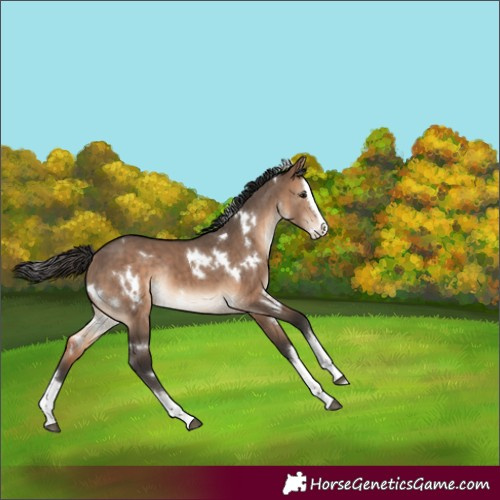 Horse Color:White Spotted Bay Dun Splash Rabicano Brindle