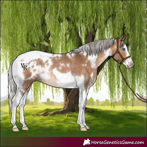 Horse Color:White Spotted Silver Brown Dun Splash Tobiano Rabicano 