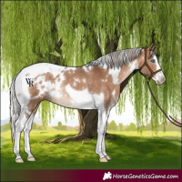Horse Color:White Spotted Silver Brown Dun Splash Tobiano Rabicano