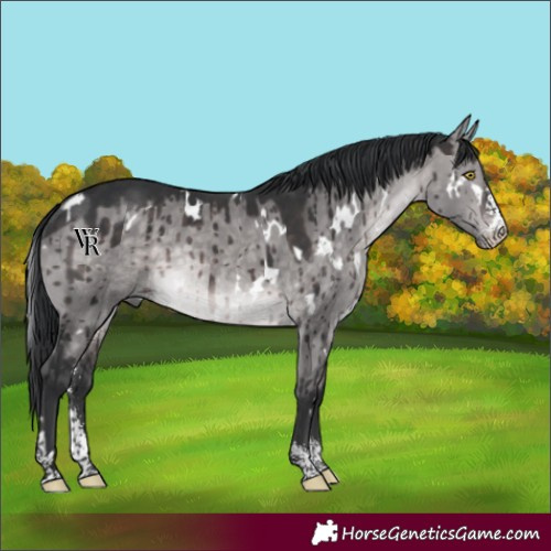 Horse Color:Platinum White Spotted Brown Dun Sabino Rabicano Brindle 