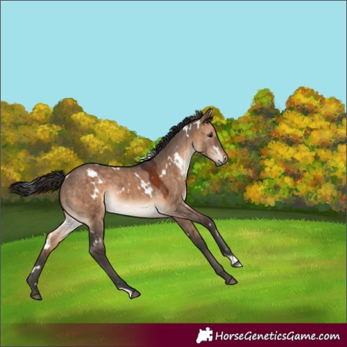 Horse Color:White Spotted Brown Dun Rabicano 