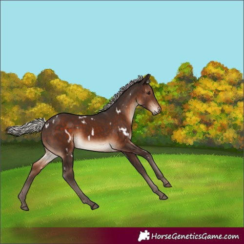 Horse Color:White Spotted Silver Brown Rabicano 