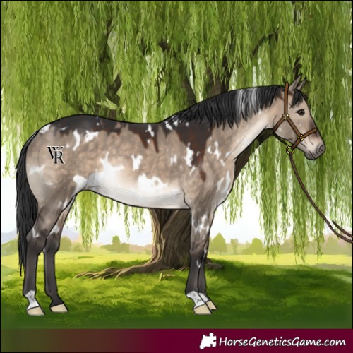 Horse Color:White Spotted Brown Dun Rabicano