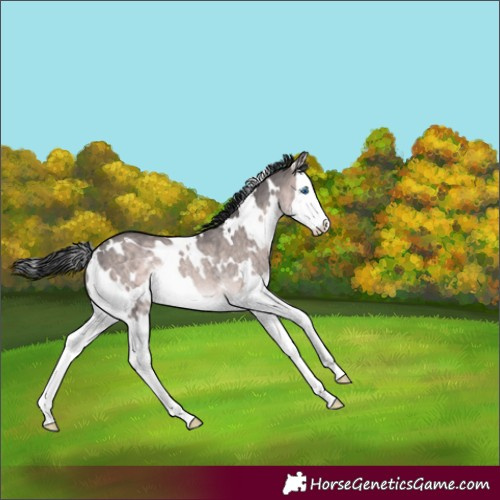 Horse Color:Platinum White Spotted Brown Dun Splash Rabicano