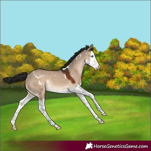Horse Color:White Spotted Brown Dun Splash Rabicano 