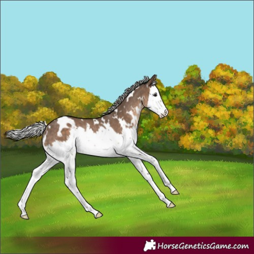 Horse Color:White Spotted Silver Brown Dun Splash Rabicano