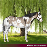 Horse Color:White Spotted Brown Dun Splash Rabicano