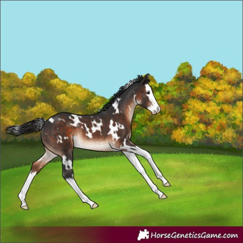 Horse Color:White Spotted Brown Splash Rabicano 