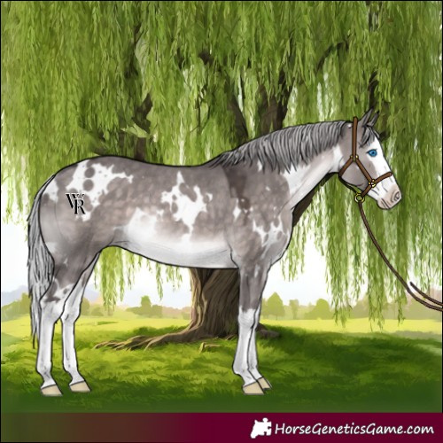 Horse Color:Platinum White Spotted Silver Brown Dun Splash Rabicano
