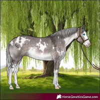 Horse Color:Platinum White Spotted Silver Brown Dun Splash Rabicano 