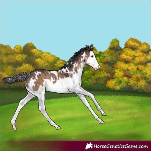 Horse Color:White Spotted Brown Dun Splash Rabicano Brindle 