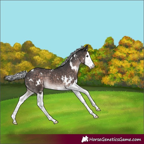 Horse Color:Platinum White Spotted Silver Brown Splash Rabicano