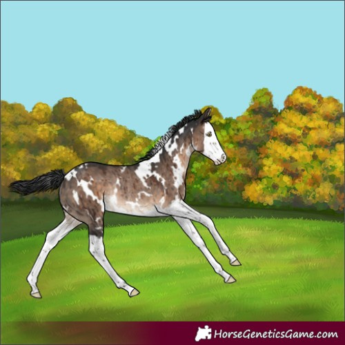 Horse Color:White Spotted Brown Dun Splash Rabicano Brindle 