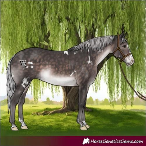 Horse Color:Platinum White Spotted Silver Brown Splash Rabicano 