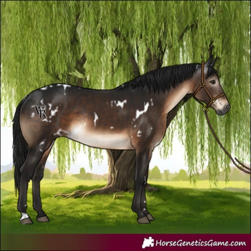 Horse Color:Gray White Spotted Brown Rabicano 