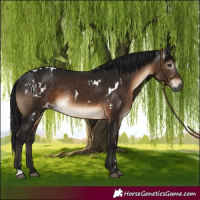 Horse Color:Gray White Spotted Brown Rabicano 