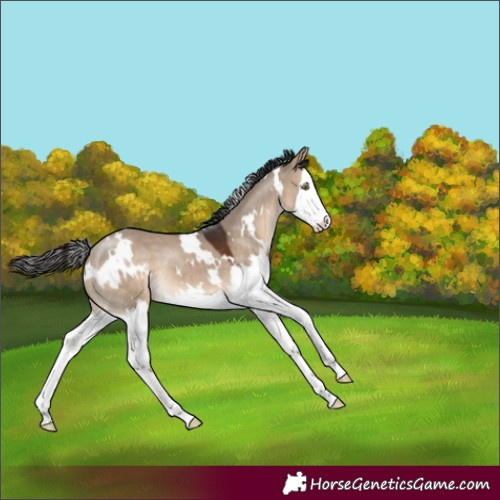 Horse Color:White Spotted Brown Dun Splash 