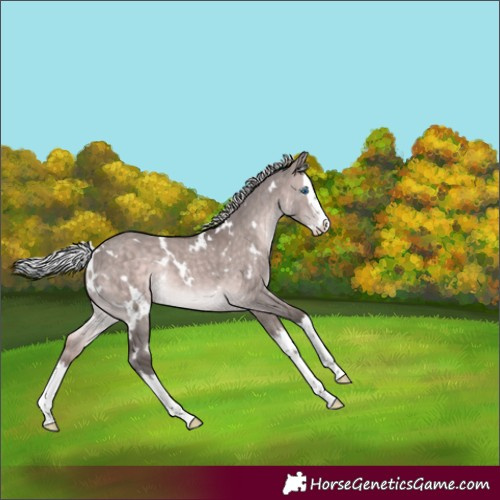 Horse Color:Platinum White Spotted Silver Brown Dun Splash Rabicano 
