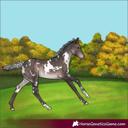 Horse Color:Platinum White Spotted Silver Brown Rabicano 