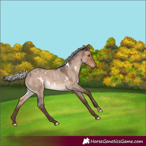 Horse Color:White Spotted Silver Brown Roan Dun 