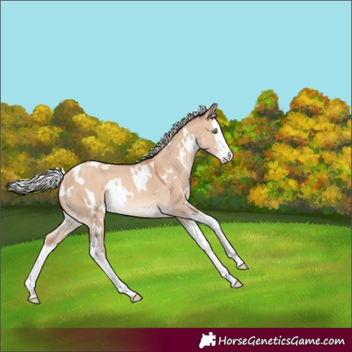 Horse Color:White Spotted Silver Sable Champagne Dun Splash Rabicano 