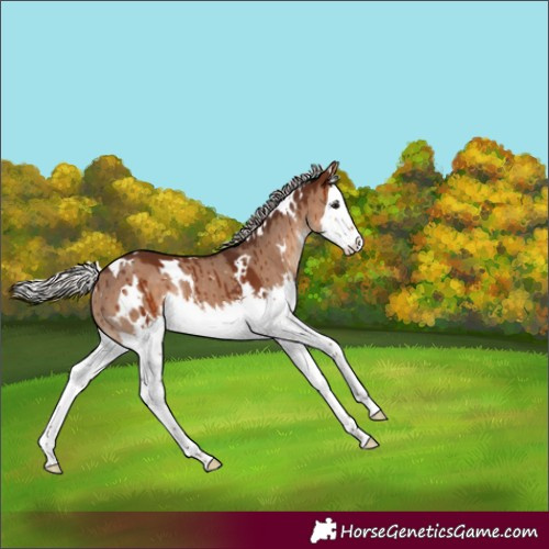 Horse Color:White Spotted Silver Brown Dun Splash Rabicano Brindle 