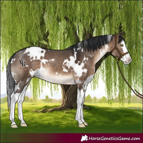 Horse Color:White Spotted Brown Dun Splash