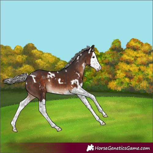 Horse Color:White Spotted Silver Brown Splash Rabicano 
