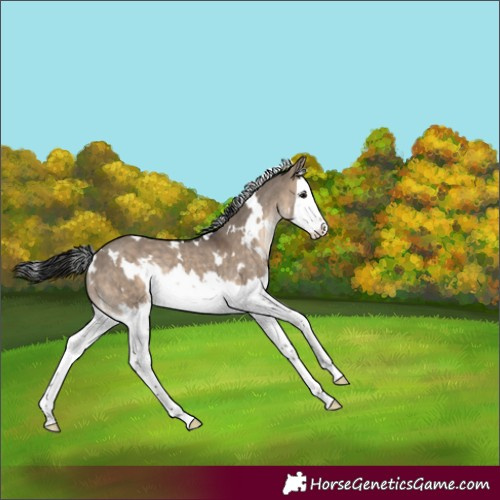 Horse Color:White Spotted Brown Dun Splash Rabicano 