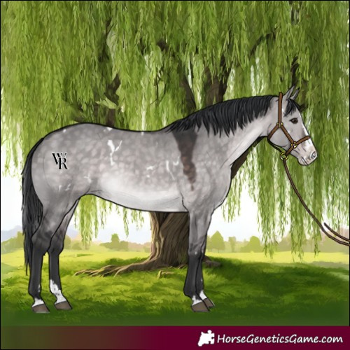Horse Color:Platinum White Spotted Brown Dun Splash Rabicano