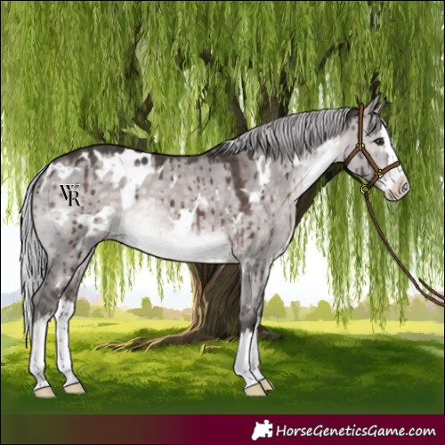 Horse Color:Platinum White Spotted Silver Brown Dun Splash Rabicano Brindle