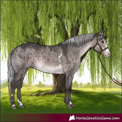 Horse Color:Platinum White Spotted Silver Brown Dun Splash Rabicano Brindle 