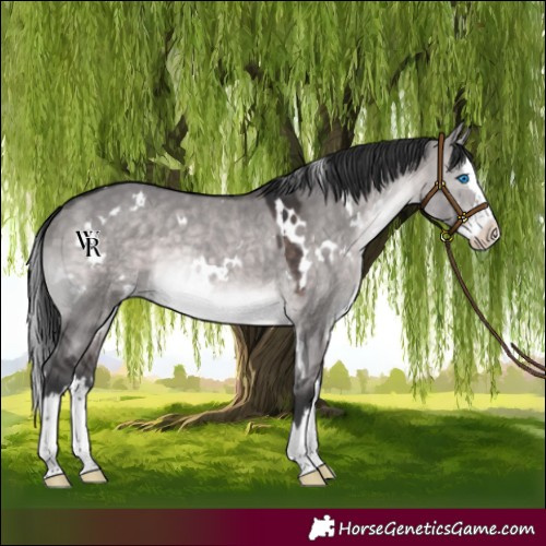 Horse Color:Platinum White Spotted Brown Dun Splash Rabicano 