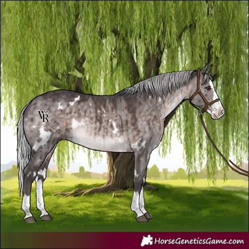 Horse Color:Platinum White Spotted Silver Brown Dun Splash Rabicano Brindle 