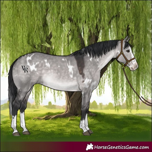 Horse Color:Platinum White Spotted Brown Dun Splash Rabicano 