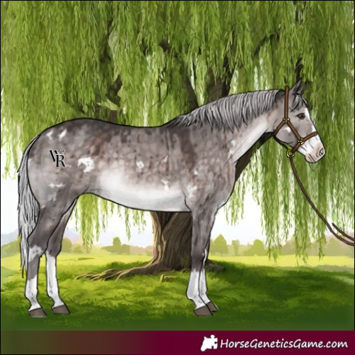Horse Color:Platinum White Spotted Silver Brown Dun Splash Rabicano Brindle