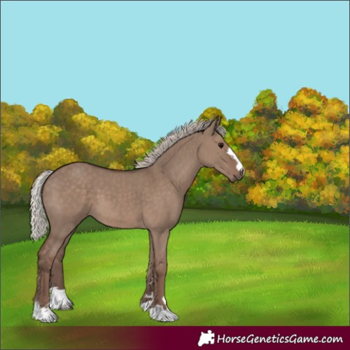 Horse Color:Silver Grullo 