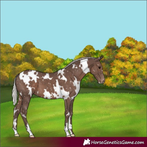 Horse Color:White Spotted Silver Black Appaloosa 
